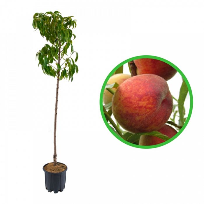 Pomi Fructiferi La Ghiveci (Piersic )