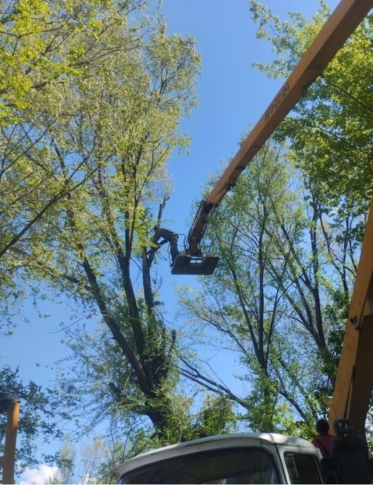 СПИЛ Авараийных деревьев!