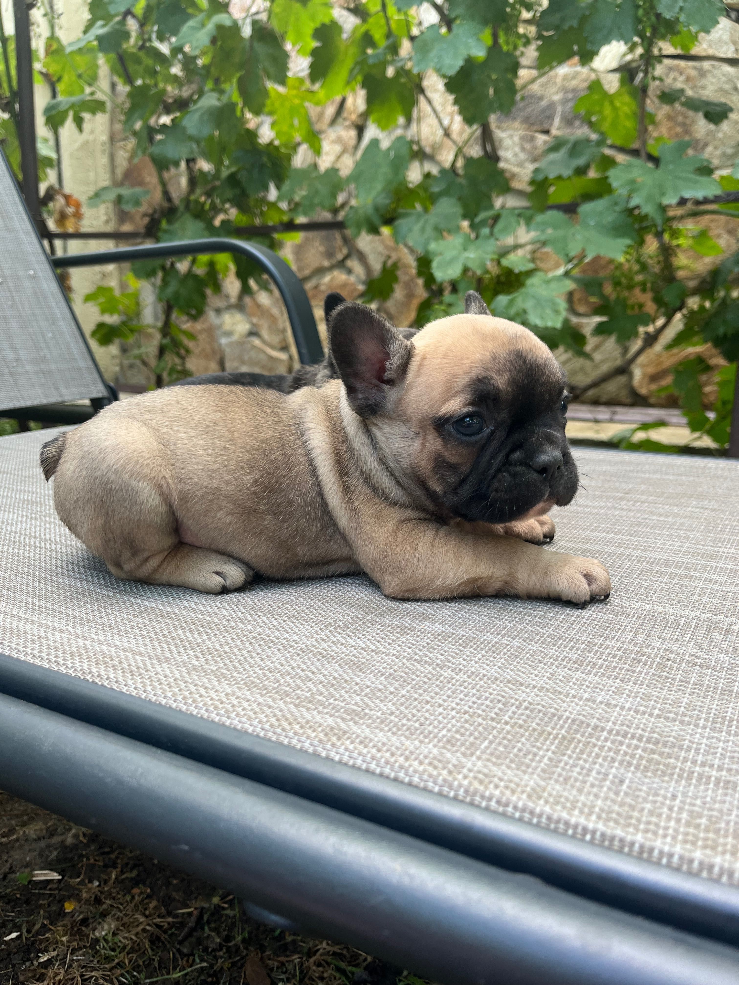 Bulldog francez de vânzare