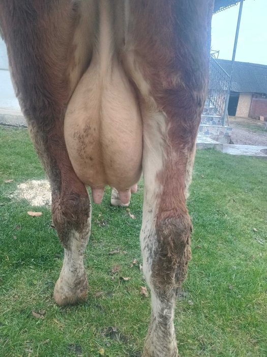 Vaca de 6 ani cu 12 l lapte la zi