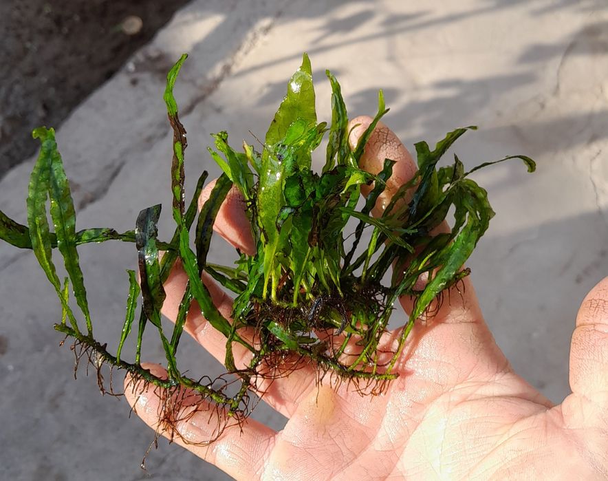 Аквариумное растение.