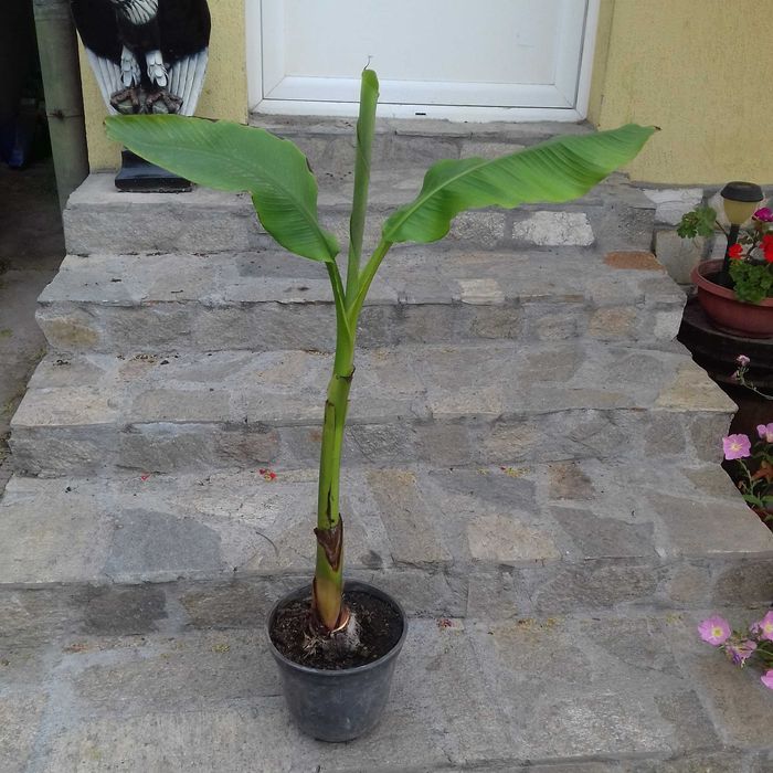 Палма - различни видове и размери палми