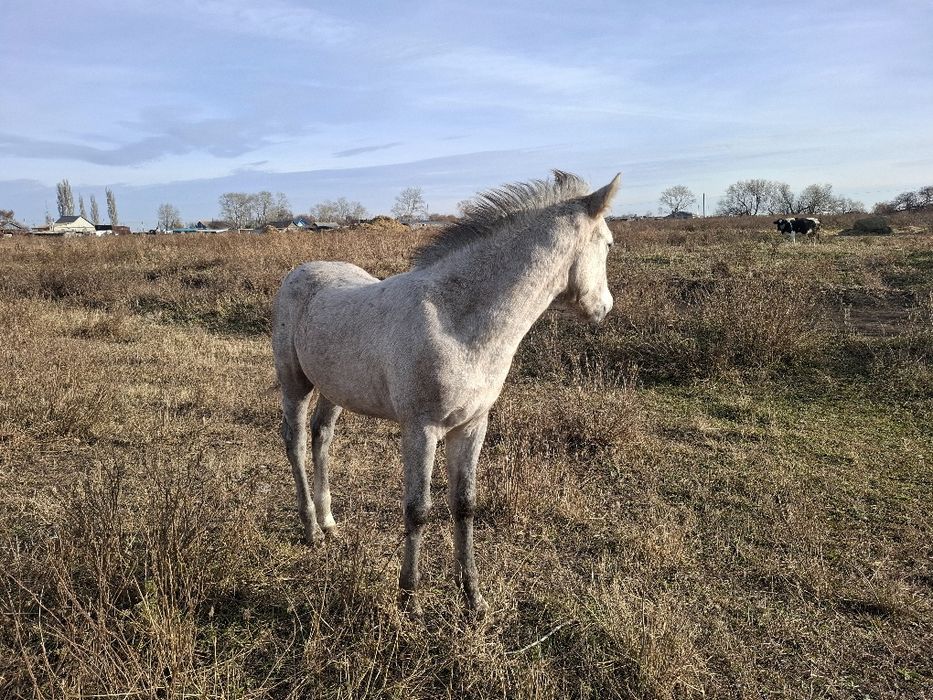 Жабағы, жеребчик