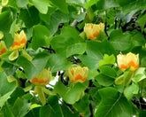 Pomi ornamentali  arborele de lalea