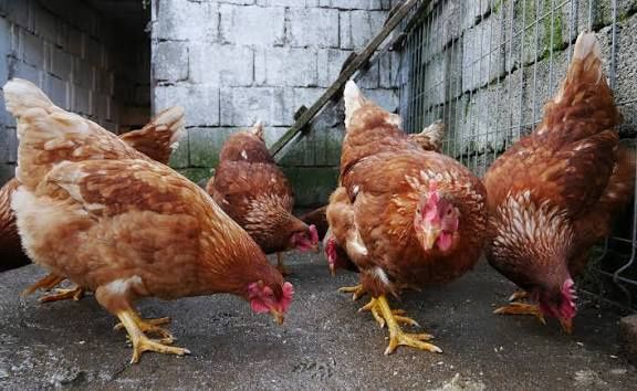 Păsări de vânzare