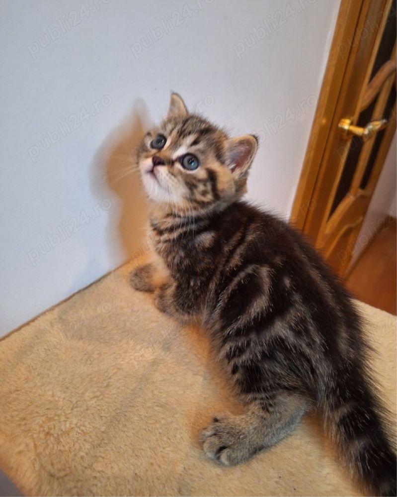 British Shorthair Brown femela