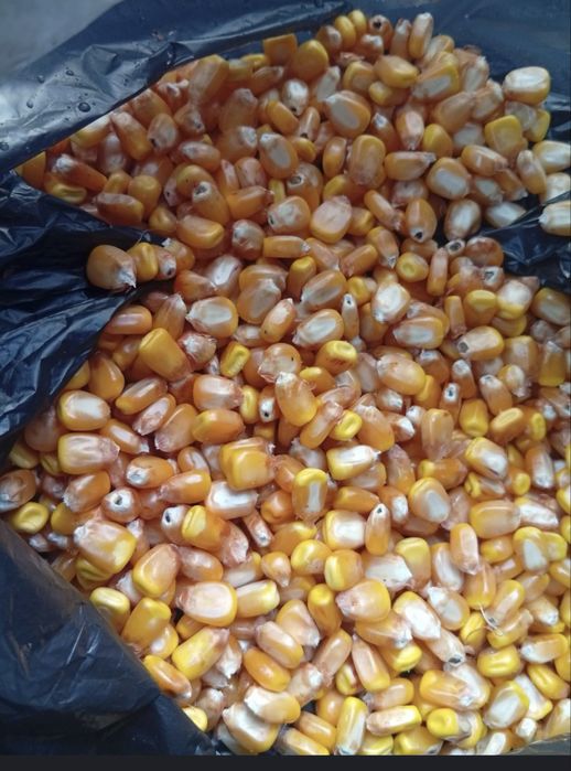 Johori doni yahshi sorti yirik