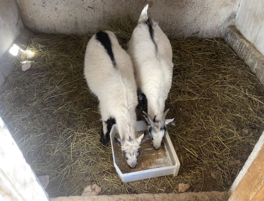 Альпийские козочки, молочная порода