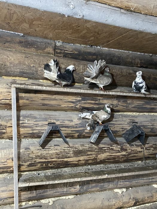 Vand porumbei pave, indieni, galateni, incaltati