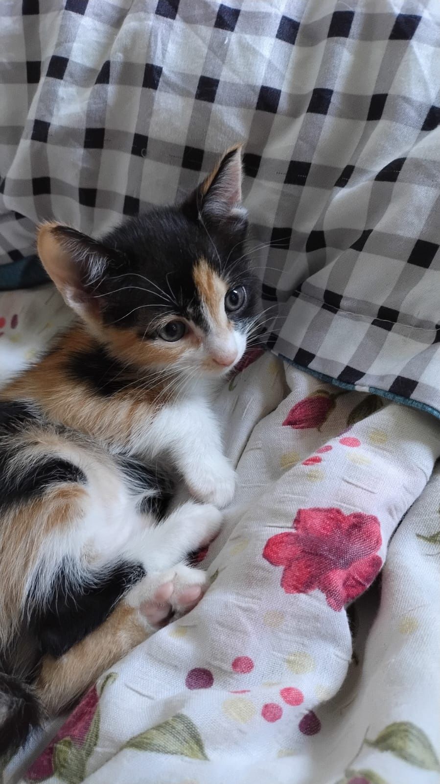 Dau spre adoptie pui de pisica, nume: Misa