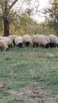 Mielute suffolk r