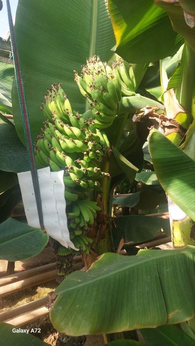 Banan ko’chat karalevskiy