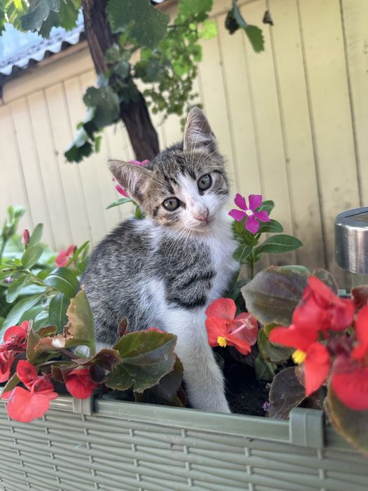 Pisicute spre adoptie