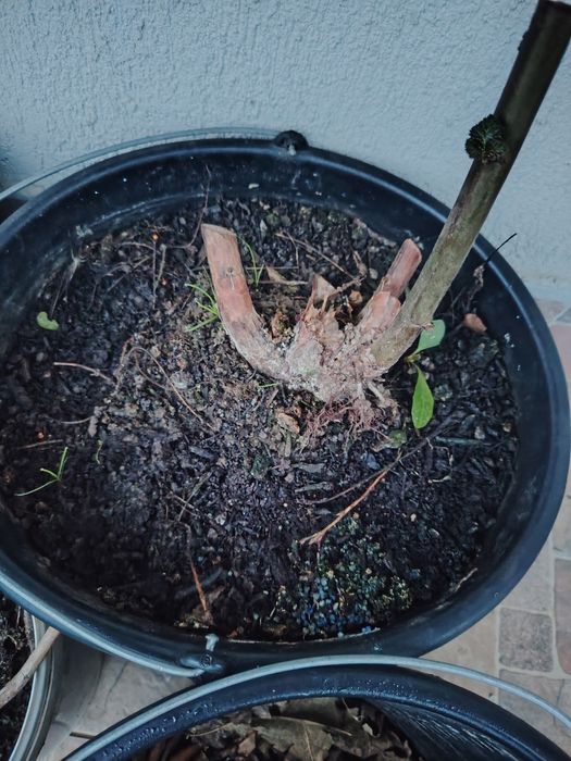 Butas ghiveci mur mure anul 4 produce in primavara