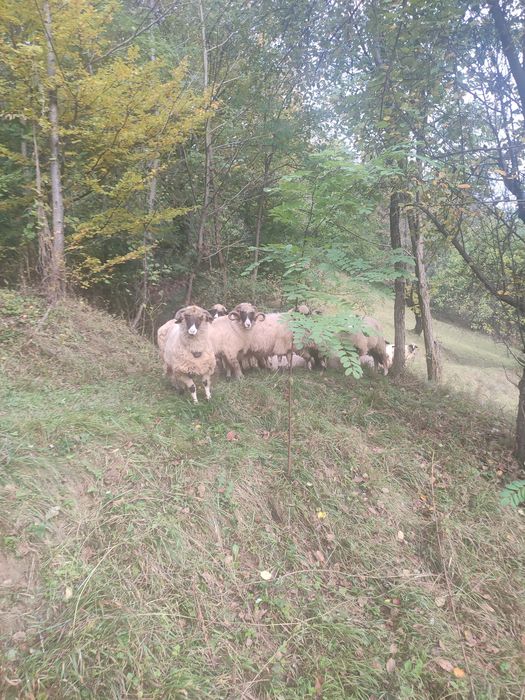 Își caută un nou stăpân miel din primăvară  petru sacrificat sau de ti