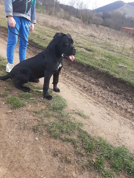 Cane corso negru