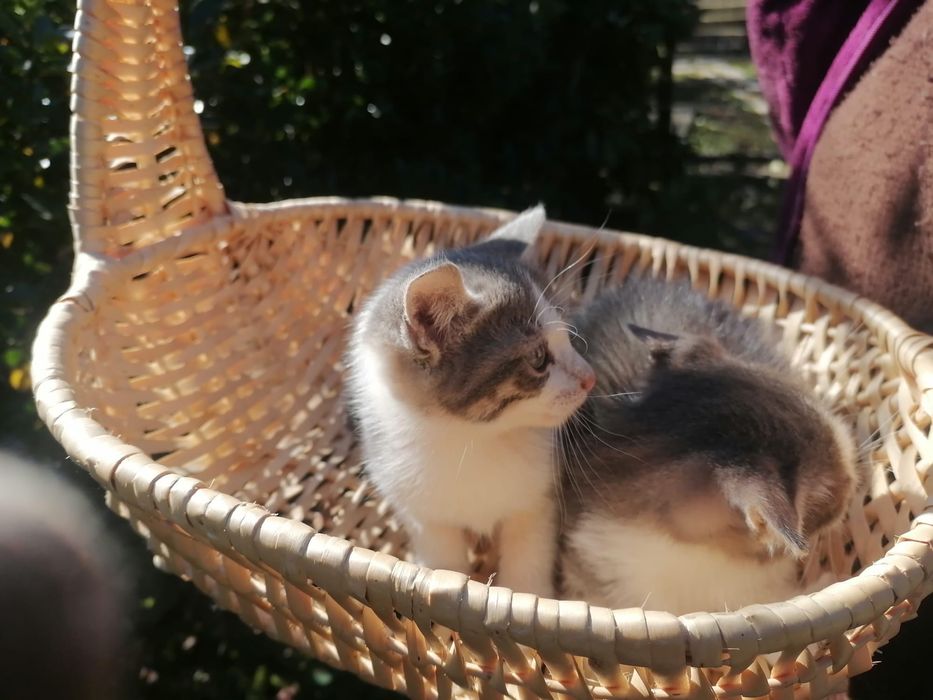 Pui de pisica spre adoptie