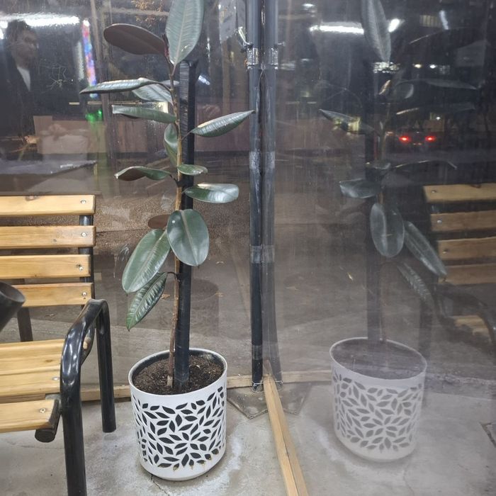 Цветки Фикусы цена за один цветок указан ниже