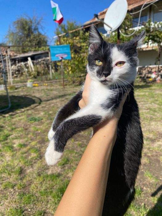 Подарявам малки котенца