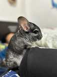 Pui șinșila chinchilla chinchila cincila