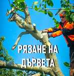 Рязане на опасни дървета с автовишка