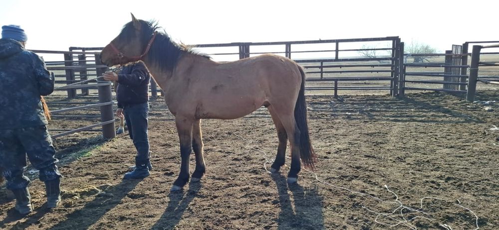 Кулла айгыр сатылады 2023 Минги жуас