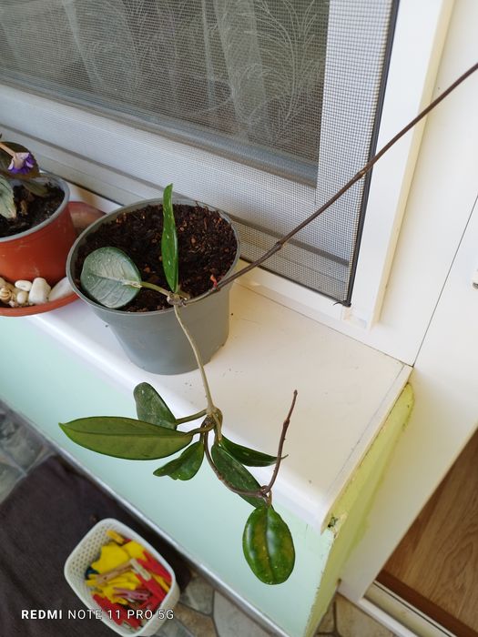 Восъчно цвете -бяло ухание