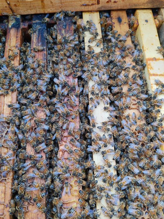 Miere de salcâm, mană, tei, polifloră, rapiță