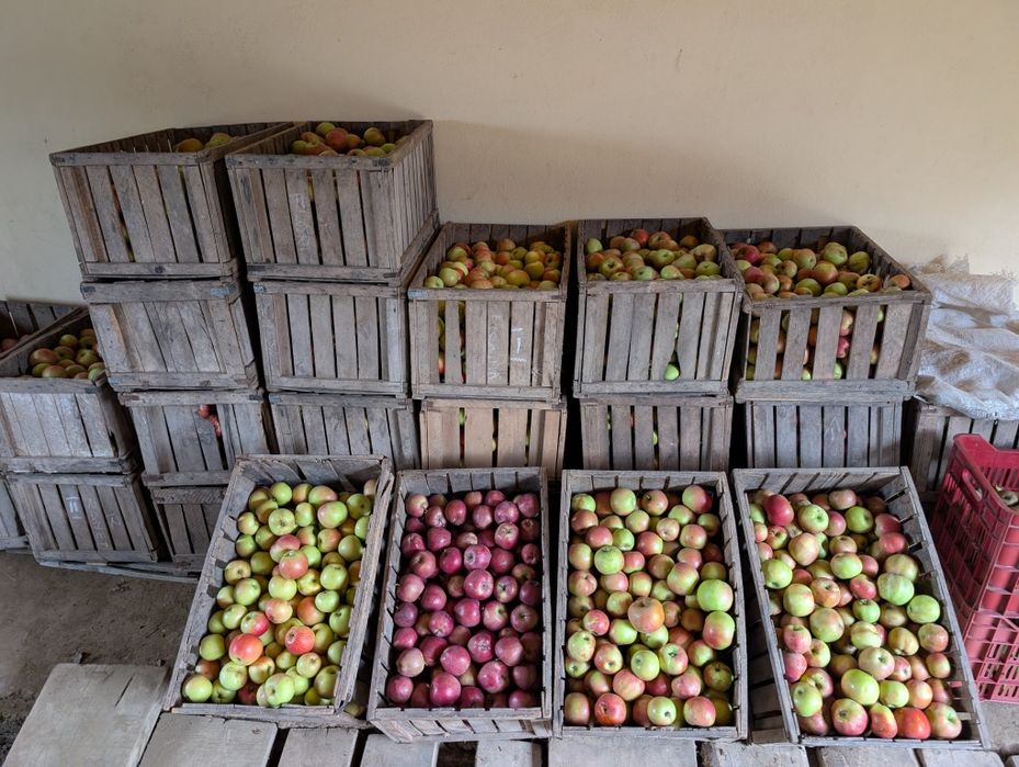 Vând mere pentru consum / suc producție proprie