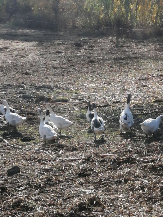 Gâște de vânzare!