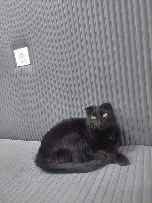 Кошка скоттиш фолд кастрированная