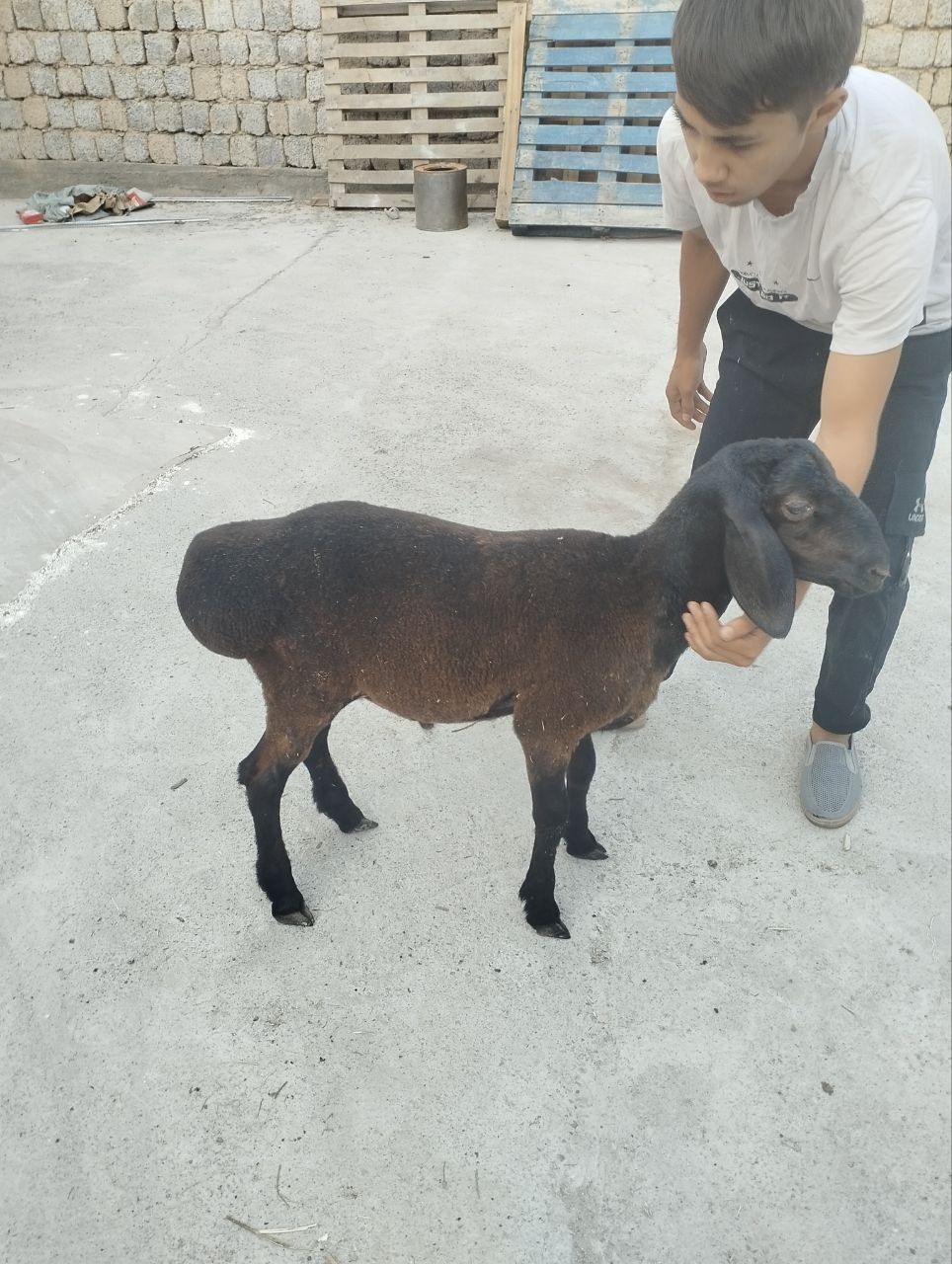 Qochqor qozila sotiladi
