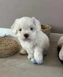 Bichon Maltese Toy cu pedigree