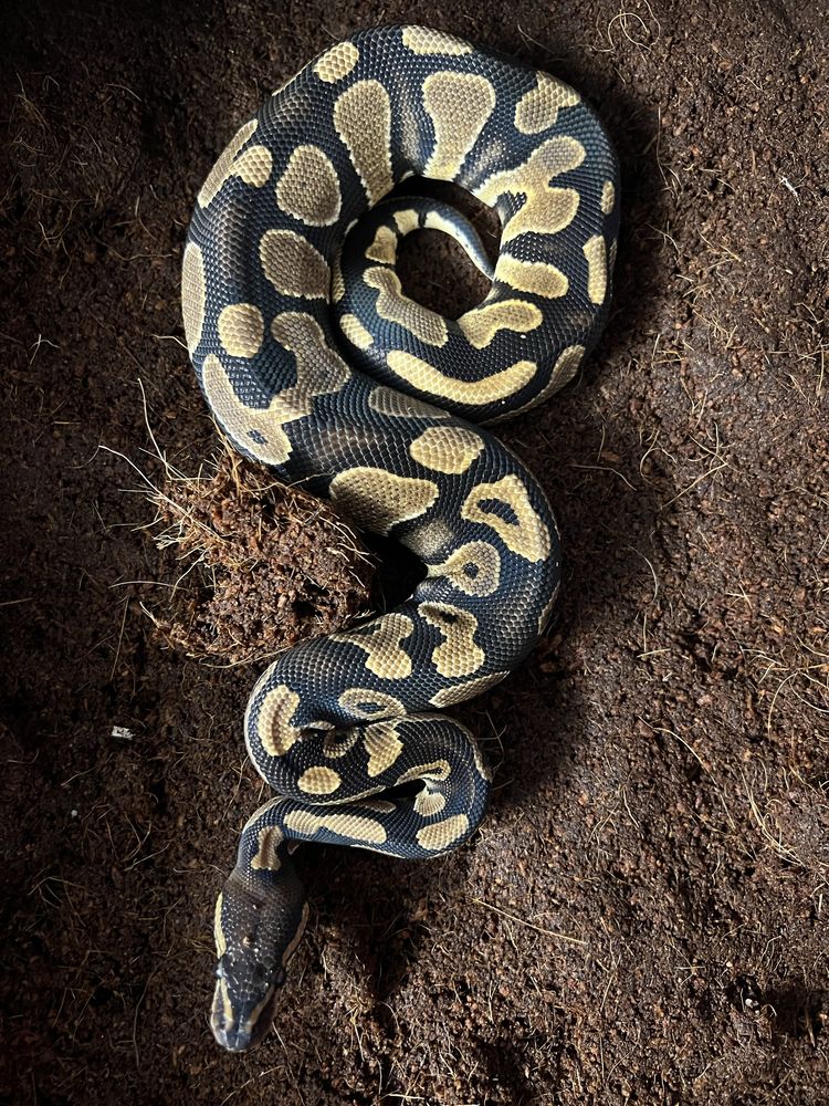 Pitoni regali clown/bamboo mahogany het pied