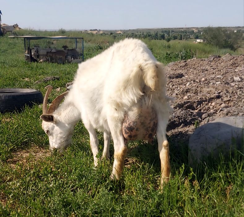 Зааненская коза 3 наличие