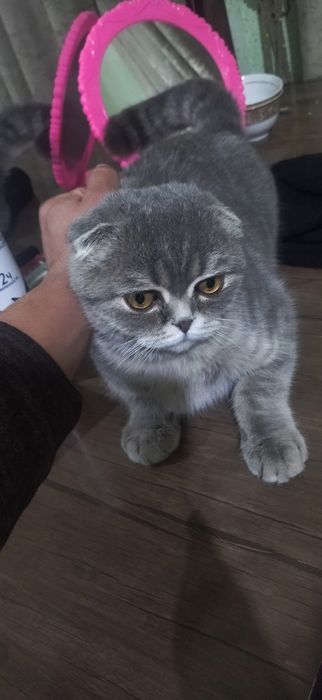 Scotich fold muwugi sotiladi