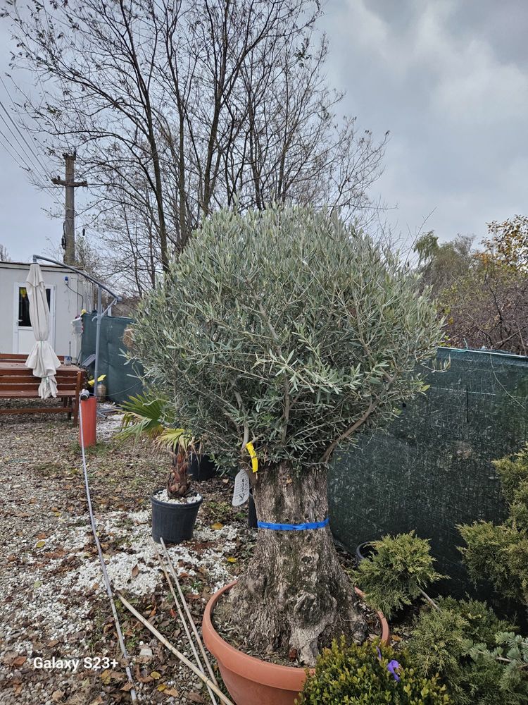 Maslin secular (olea europea)