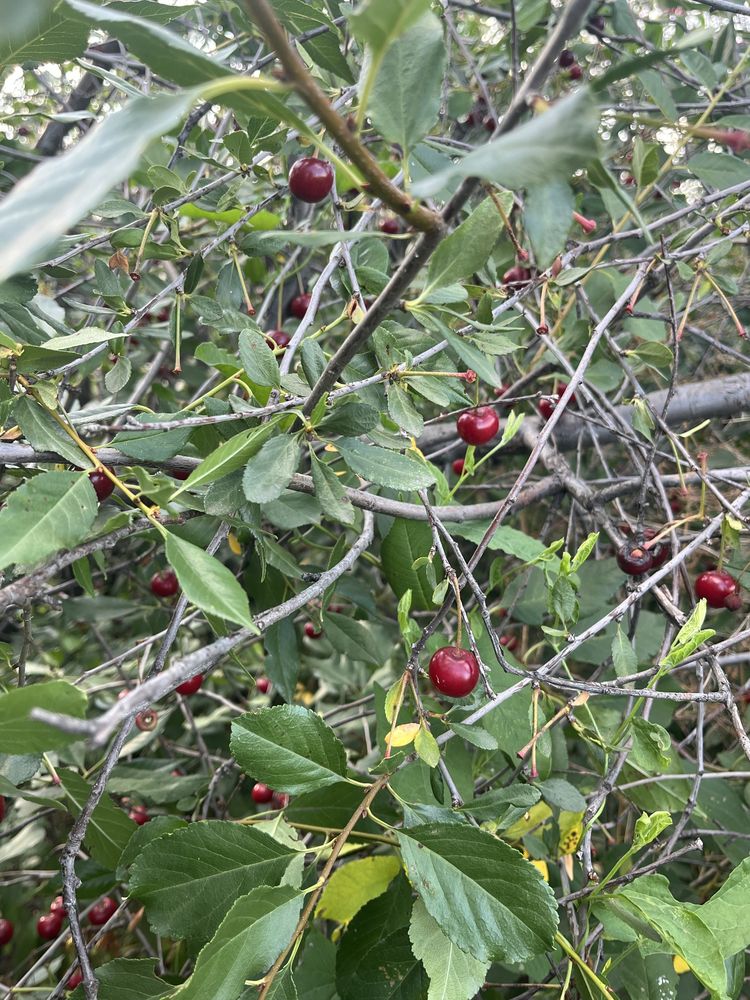 Продам вишню,смородину,крыжовник
