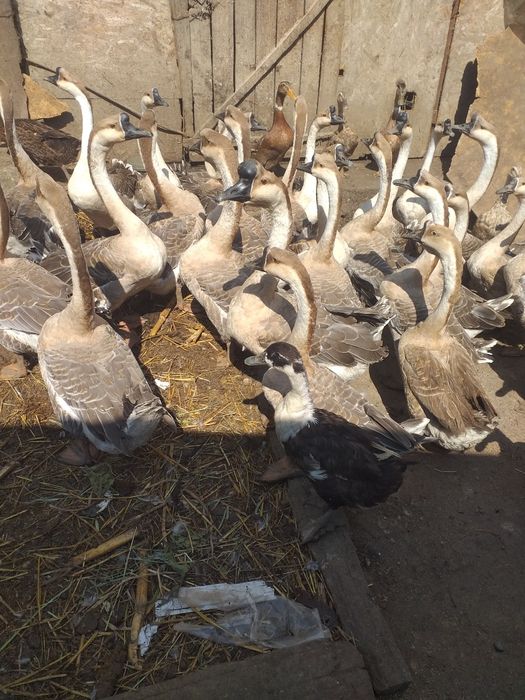 Disponibile Rasă Originală Gâște Chinezești!