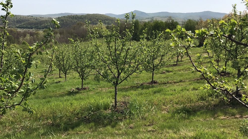 Curs practic si teoretic taieri pomi fructiferi