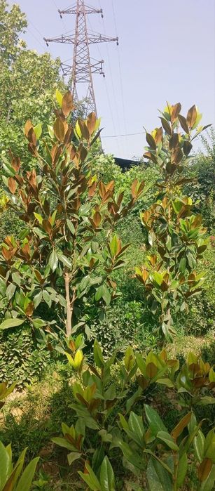 Магнолия гландифлора италянский