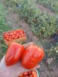 Rosiii Dino f1 ,