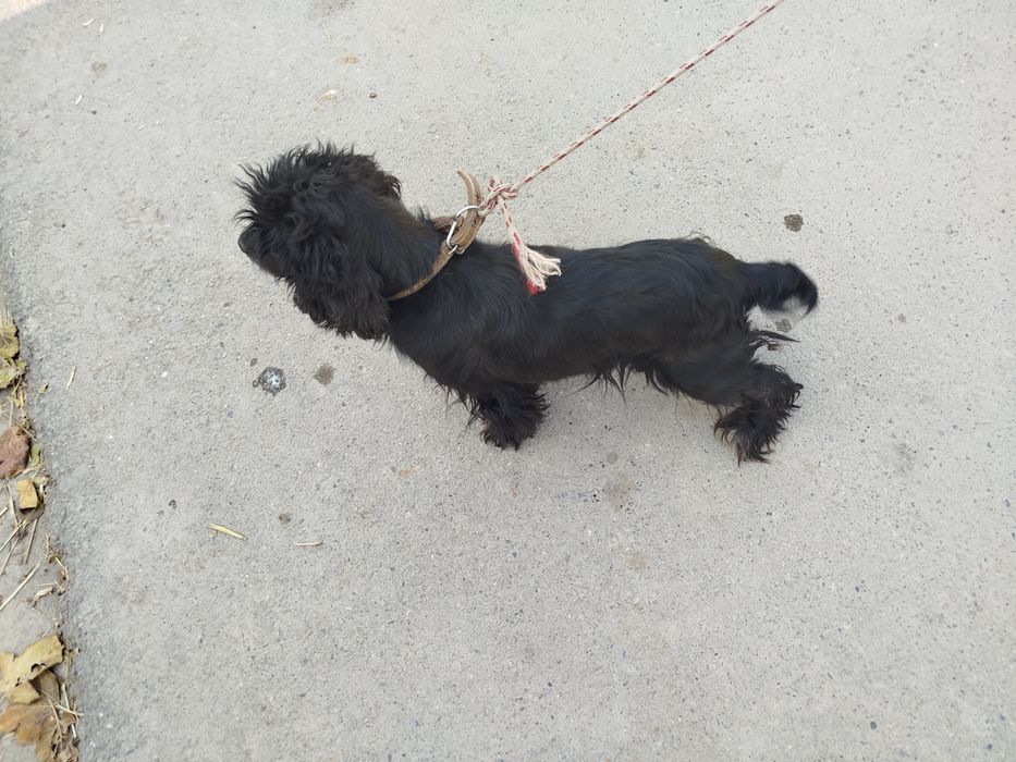 Русские спанел продам