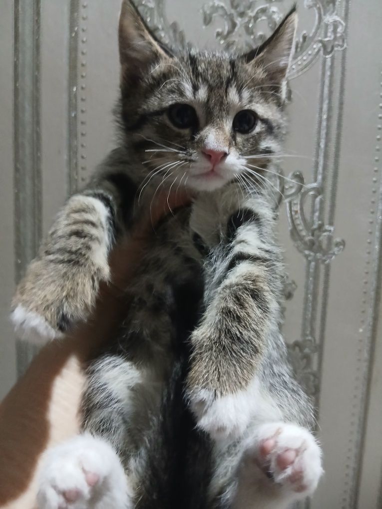 Бесплатно котята в хорошие руки