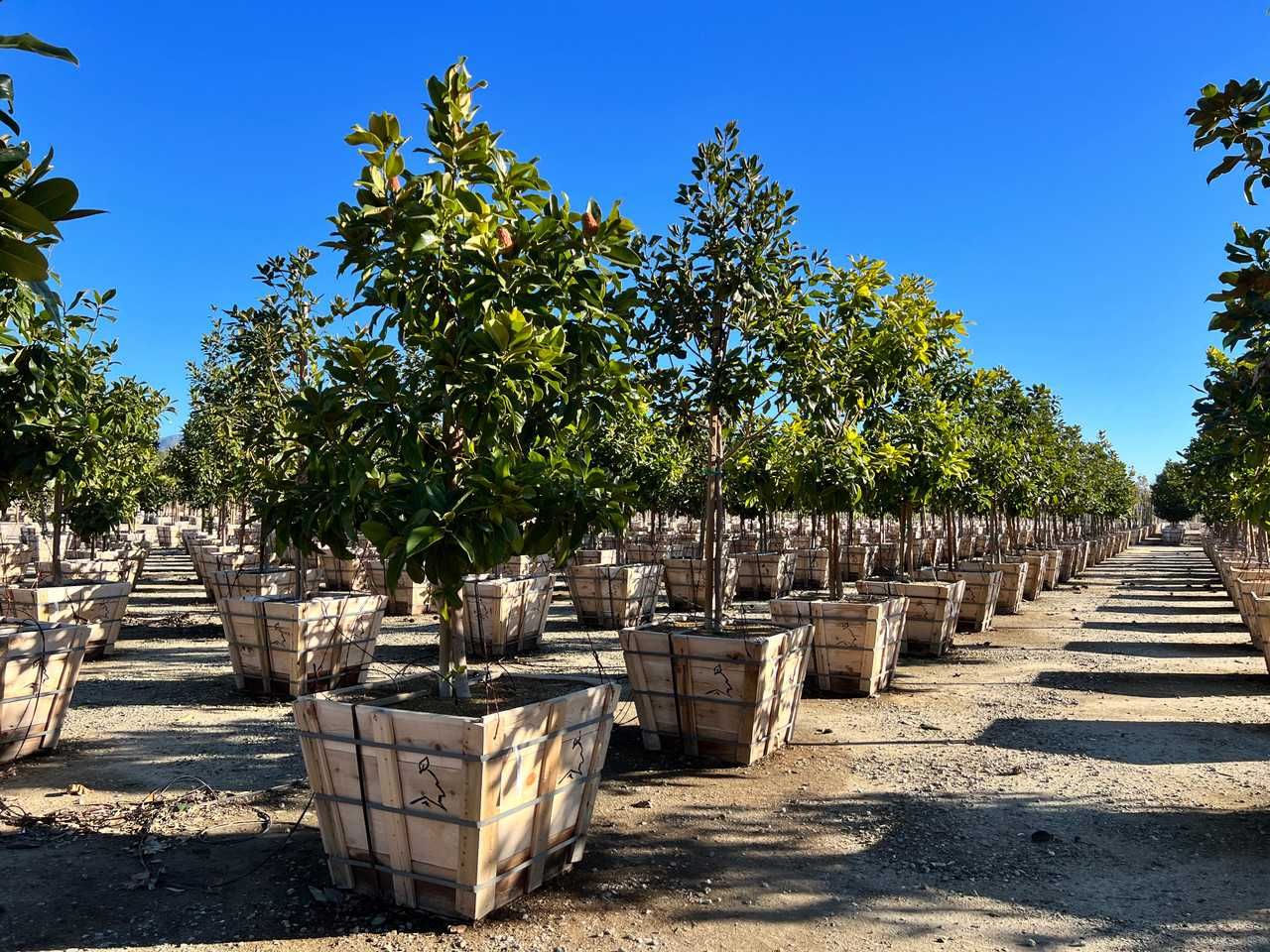 Magnolia Grandiflora – Frunză verde tot anul, flori parfumate