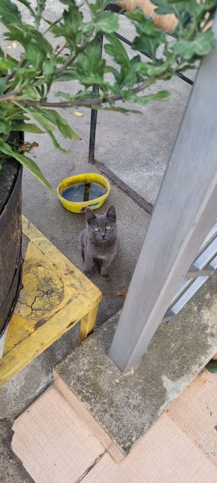 Руска синя котка
