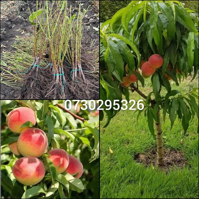 Pomii Fructiferi Altoiți Clasici și Columnari anul 3 de vegetație