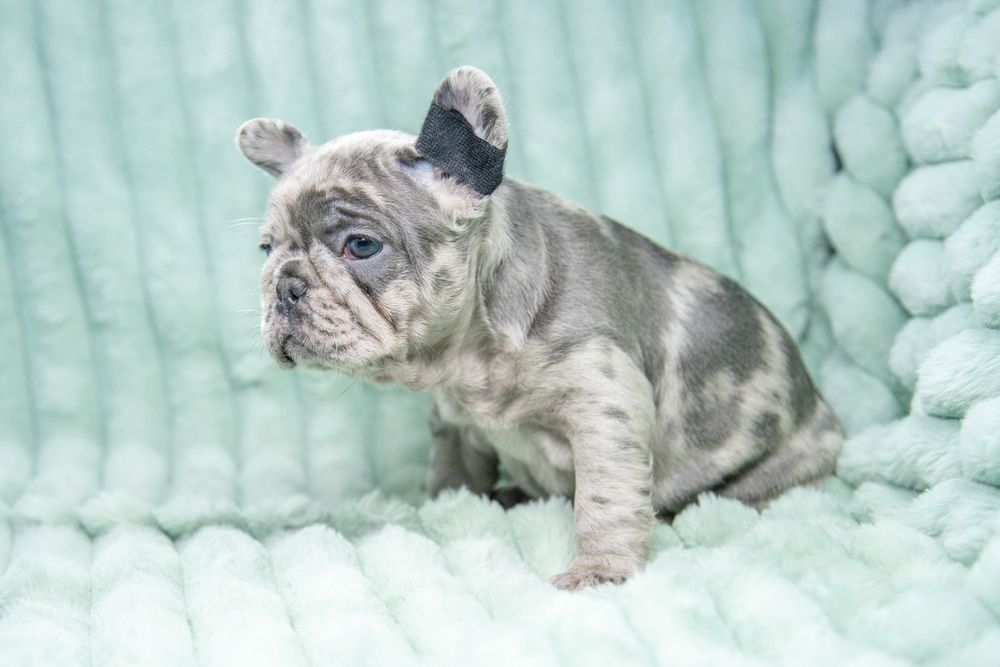 bulldog francez blue merle