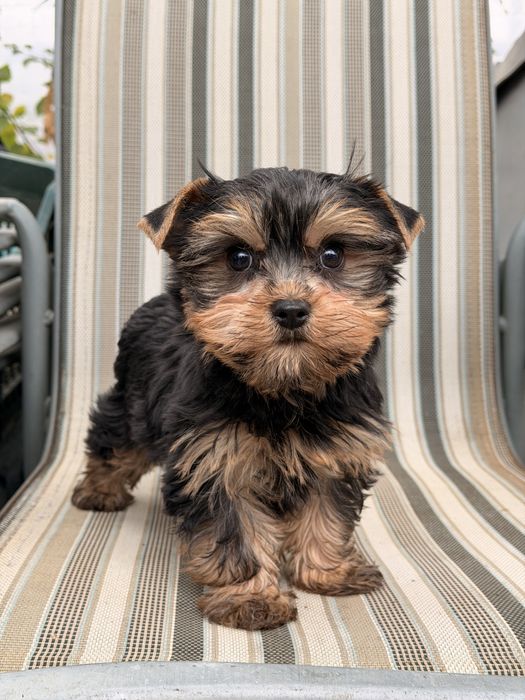 Yorkshire terrier pui femela