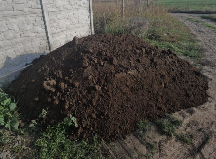 Pamant negru (vegetal)